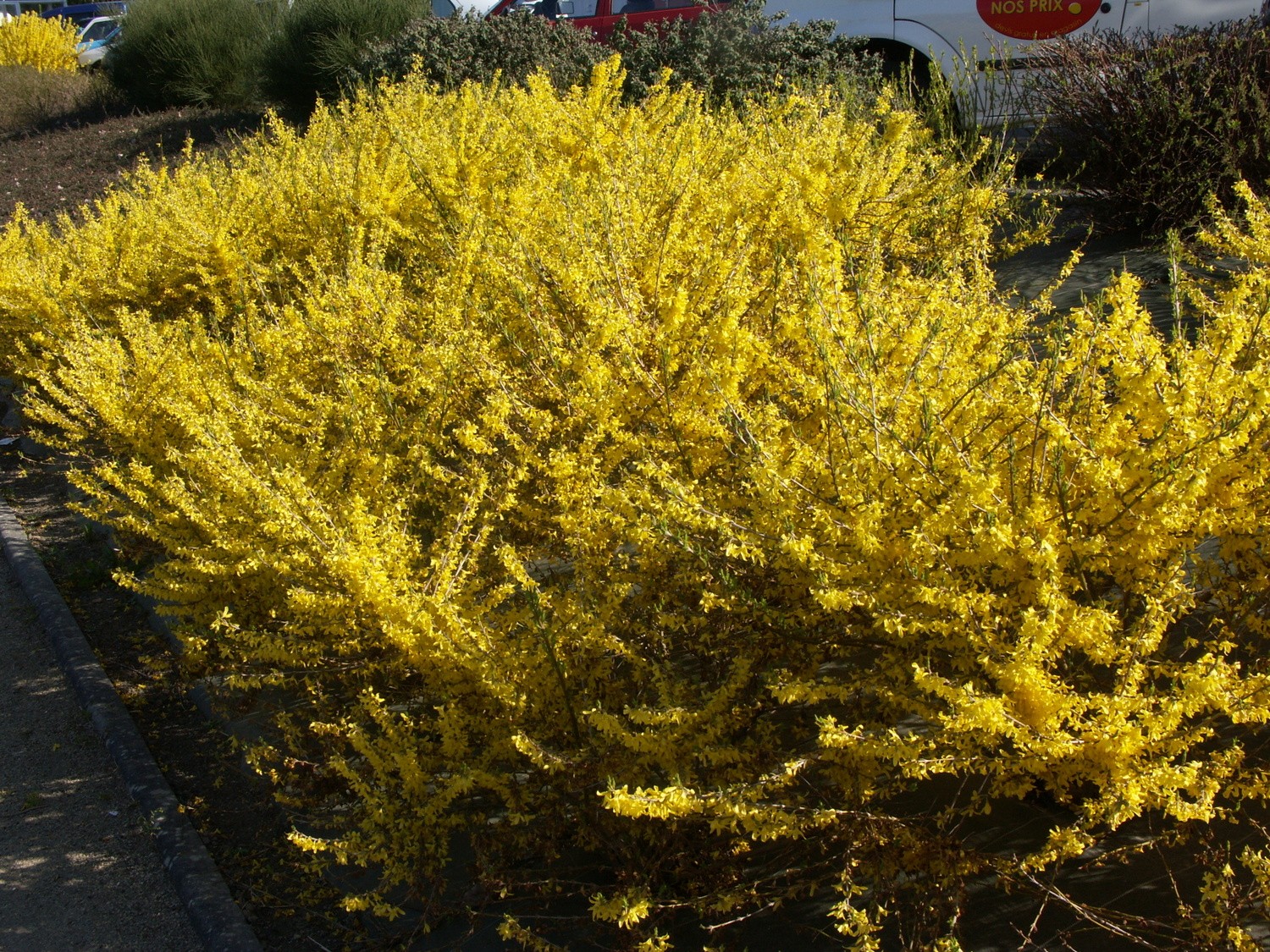 Forsythia intermedia 'Maree d'Or'